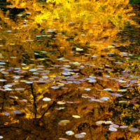 Autumn reflections SQ 704